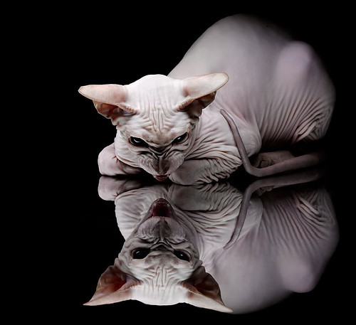 他靠NBA总决赛史上最不擅长的事,拼上了生涯最后一块拼图