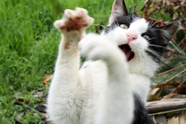 赛场奇兵,当雄鹿遭遇开拓者,福克斯如何导演爆冷剧本