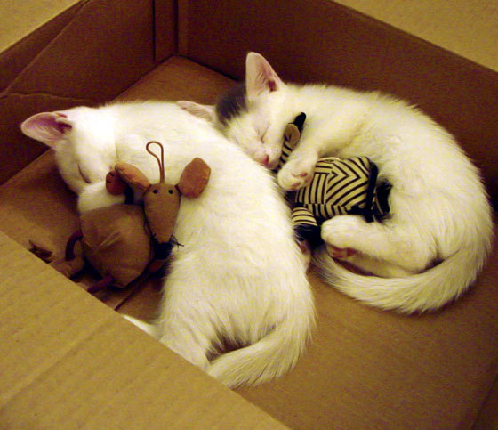 布克划破深夜的闪电，当NBA顶级锋线对峙CBA十一冠王的攻防转换核心