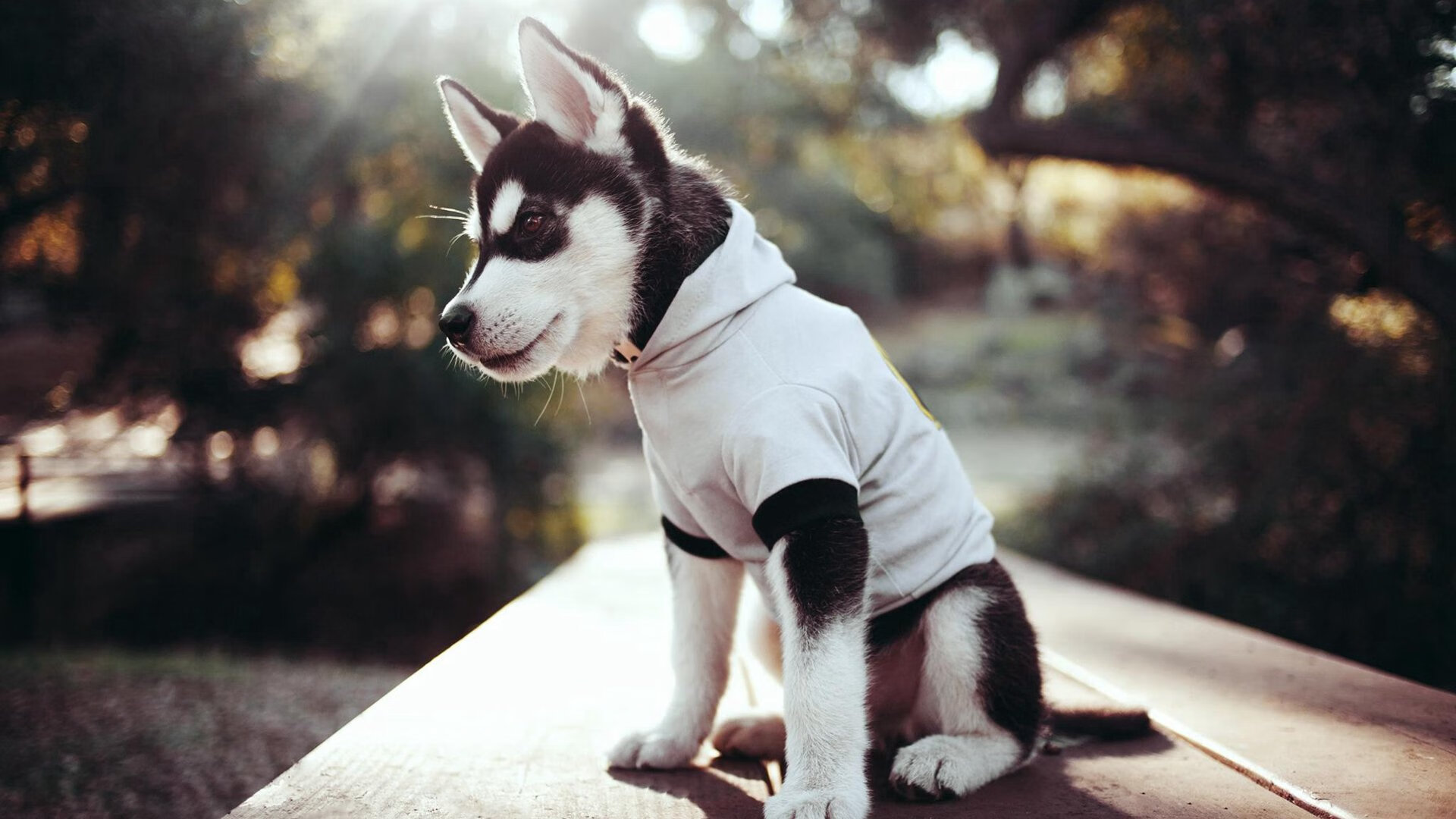 东决的库里，四年前在另一个身体里打球