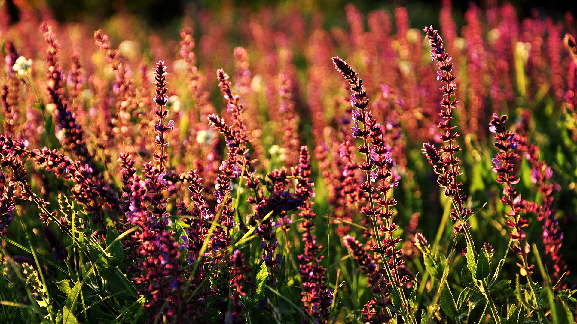 最不可能的胜负手，文班亚马如何成为F1年度争冠之夜的转折点