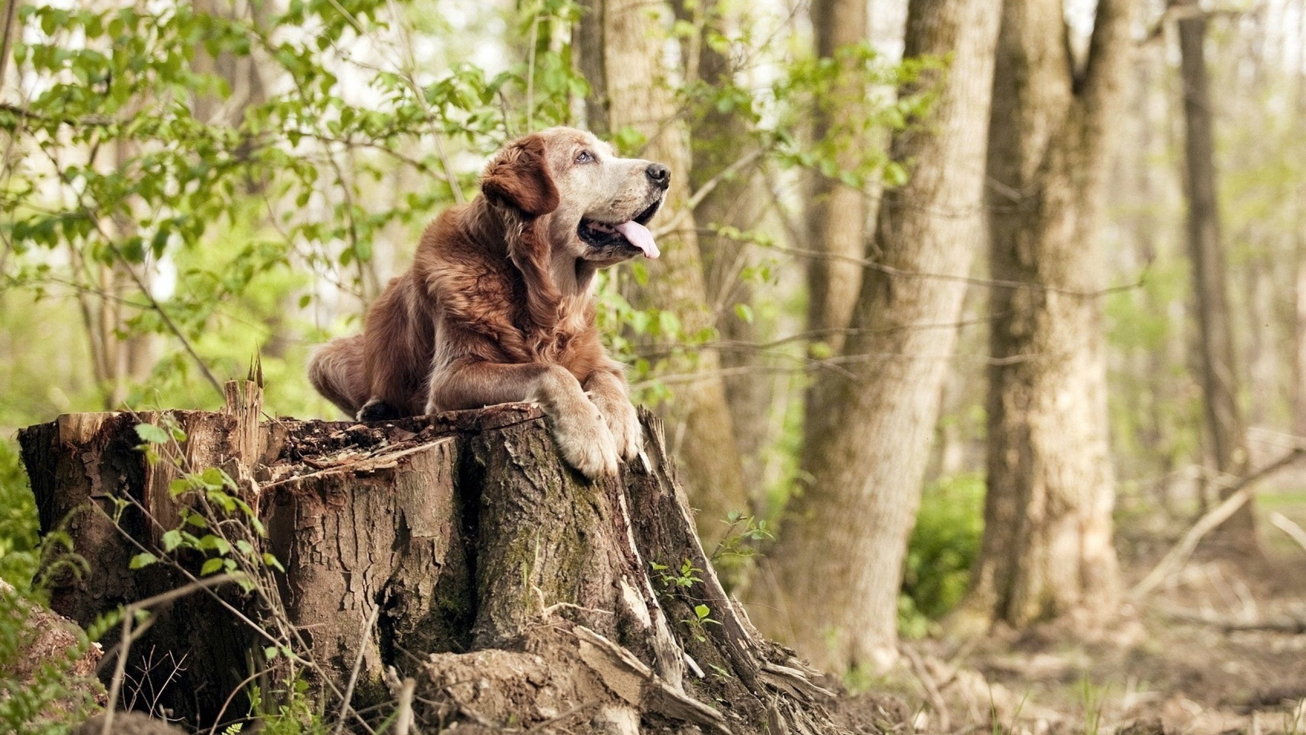 雷火电竞主播-绝境逆转！加拿大末节风暴掀翻巴萨，特奥封神一战定义大场面