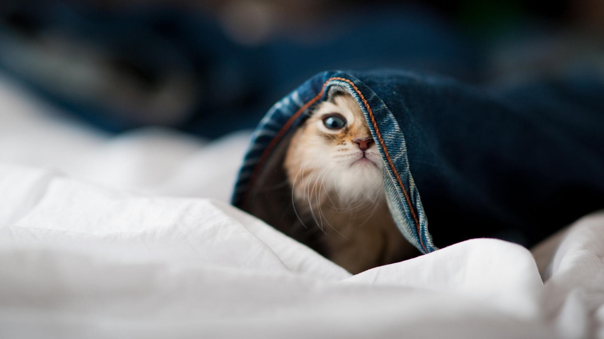 欧冠淘汰赛焦点战，尤文图斯战术完胜，3-0横扫摩纳哥